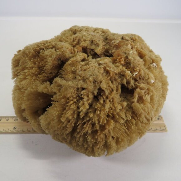 Accents | Real Sea Sponge With Flecks Of Sea Floor Pieces On Top 8 Wide ...